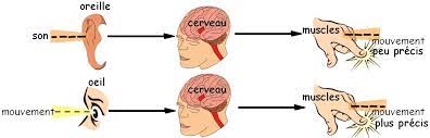 La communication nerveuse
